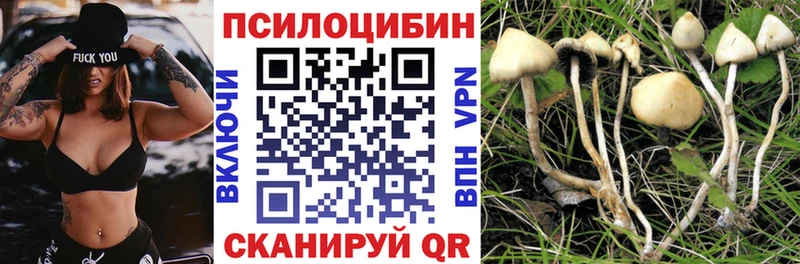 Галлюциногенные грибы Psilocybine cubensis  Устюжна 